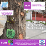 Mudanza Stgo